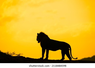 4,862 Lion silhouette Stock Photos, Images & Photography | Shutterstock