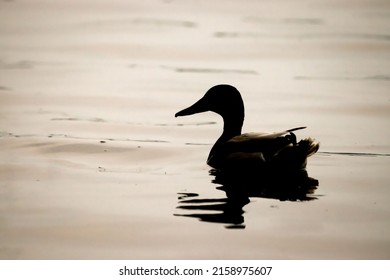 A Silhouette Of A Mallard Duck Swimming In The Lake