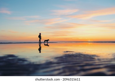 the silhouette of a man against the background of a sunset on a lake or sea. a woman or a man on the background of the setting sun walks and plays with his dog in nature, the friendship of man