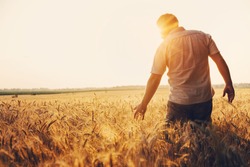 Silhouette Of Man Agronomist Farmer In Golden Wheat Field. Male Holds Ears Of Wheat In Hand.