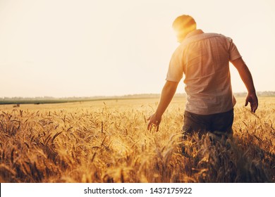 Silhouette of Man agronomist farmer in golden wheat field. Male holds ears of wheat in hand.