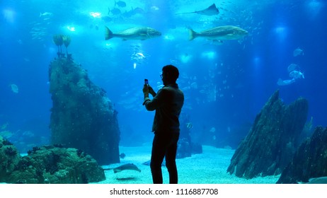 6300 Koleksi Aquarium Design Dunkerque HD Terbaik