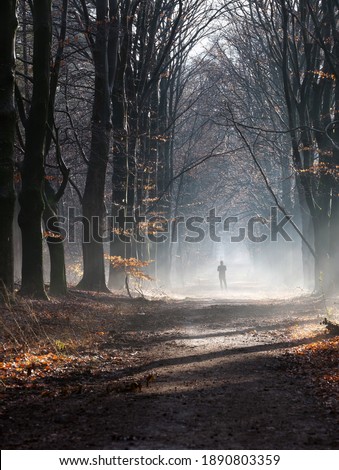silhouette of man in foggy winter forest near utrecht in the netherlands on misty dirt road