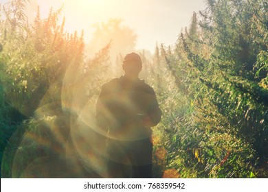 Silhouette of a man on a cannabis plantation in sunlight