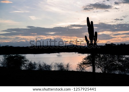 Silhouette of mandacaru. Sunset