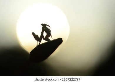 silhouette of a mantis orchid perched on a flower bud with a big round of afternoon sun  - Shutterstock ID 2367222797