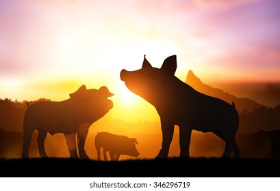 Silhouette Many Farm Pig In Sunset For 