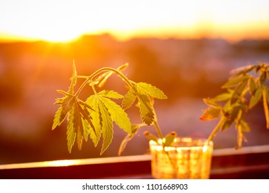 Download Cannabis Plant Yellow Images Stock Photos Vectors Shutterstock Yellowimages Mockups