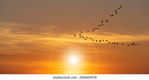 Silhouette of migratory bird flying at sunset in the sky. bright orange sun landscape - Shutterstock ID 2030659478