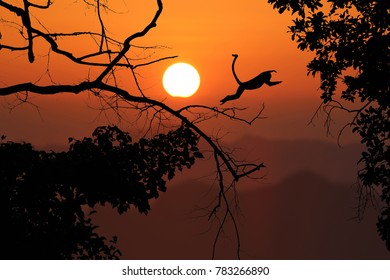 Silhouette Monkey Jump On The Leafless Trees And Red Sky Sunset Background In The Evening.
