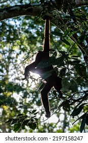 10,303 Amazon monkey Images, Stock Photos & Vectors | Shutterstock
