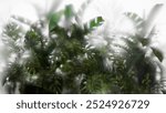 silhouette of Monstera plant and banana palm leaves  behind white frosted glass. 