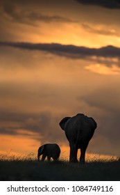 Silhouette Of A Mother And Baby Elephant 