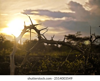 Silhouette of mountain plant in evening. - Powered by Shutterstock