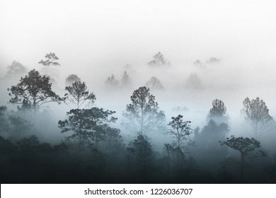 silhouette of multiple layers tropical rain forest forest covered by misty vapor morning fog. Dreamy daybreak in a beautiful plain with row of trees in natural park, Slang Luang, Thailand.