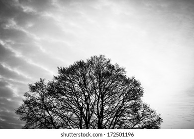 Silhouette Naked Tree Blackwhite Stock Photo Shutterstock