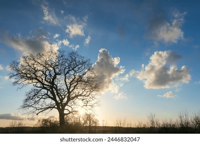 Silhouette of an oak tree with bare stems in winter, tree funeral, forest cemetery	 - Powered by Shutterstock