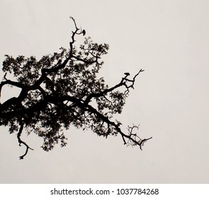 Silhouette Of An Oak Tree And Bird In Anderson, CA