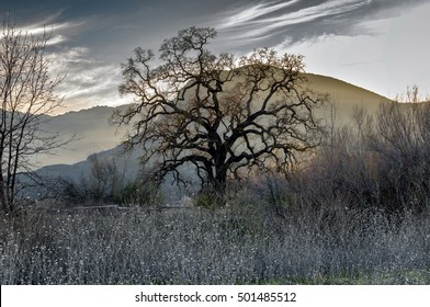 Silhouette of oak tree with cloudy sky and mountain background