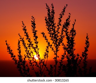 Silhouette Of An Ocotillo Desert Plant At Sunset In The American Southwest