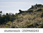 silhouette of an old lioness laying in the long grass on the side of a mountain looking down over the grassy planes of the game reserve preparing for her next hunt 