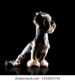 Silhouette On Black Of A Sitting Yorkie Puppy