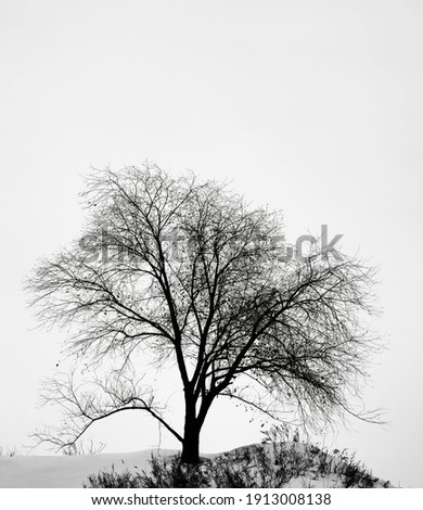 silhouette of one tree on gray sky background. wintertime season.