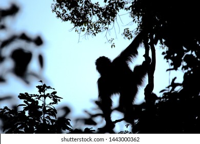 Orangutan Silhouette Images Stock Photos Vectors