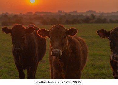 Silhouette Of Oxen And Cows At Sunset On An Intensively Farmed Farm In Southern Brazil. Silhouette Of Cattle On Pasture At Sunset. Cow At Sunset. Animals Bred In The Field.