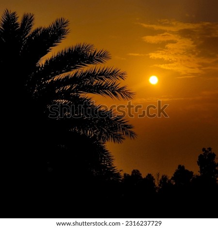 A silhouette of a palm tree and the sun.