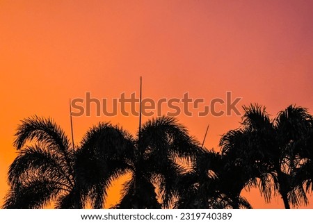 Silhouette of palm tree tops against a brilliant pink and orange sky