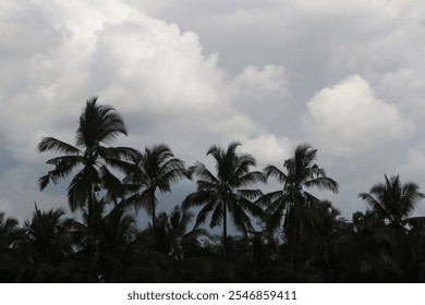 Silhouette of palm trees against the sky filled with white and grey clouds. - Powered by Shutterstock