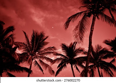 Silhouette of palm trees on tropical sunset, toned photo.
