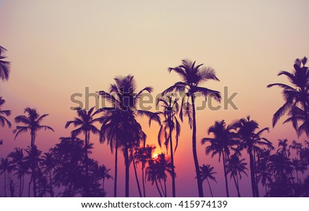 Silhouette of palm trees at sunset, vintage filter