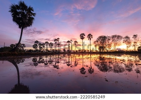 Silhouette of Palmyra palm tree in rice fields in Tinh Bien, An Giang , Vietnam