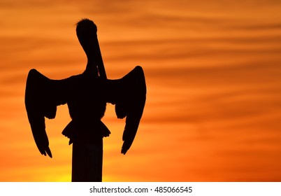 Silhouette of a pelican at sunset. Taken in Destin, Florida overlooking the Gulf of Mexico.