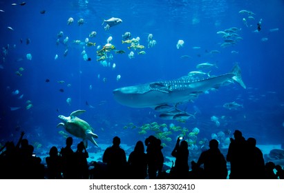 silhouette people in great aquarium
