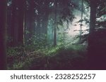 silhouette photo, forest trees, backlit, conifers, dark, eerie, fir trees, foggy, grass, hazy Public Domain. Free for commercial use,.
