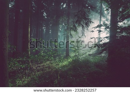 silhouette photo, forest trees, backlit, conifers, dark, eerie, fir trees, foggy, grass, hazy Public Domain. Free for commercial use,.
