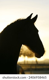 Silhouette photo of friesian horse in sunrise