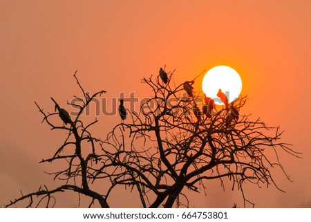 silhouette photo group of great egret birds on tree when sunset