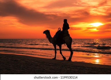 A Silhouette Photo Of Man Riding Camel At Sunset, Gaza Beach - Palestine.

