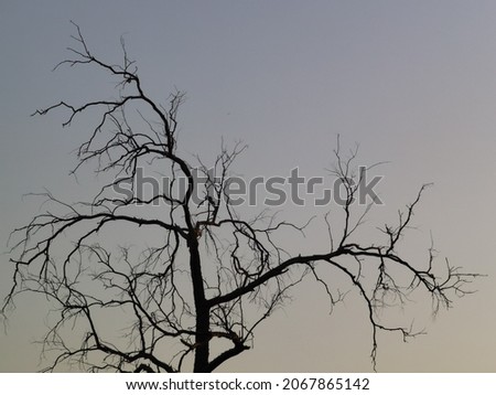 silhouette photo of old dead tree branches during sunset