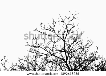 Similar – Image, Stock Photo be free Deciduous tree