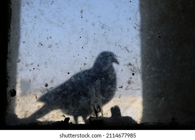 Silhouette Of A Pigeon On The Backlit Window, With A Dirty Glass And A City In The Background - Symbol Of The Peace With Texture