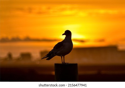 Silhouette of a pigeon at sunset. Sunset dove silhouette. Pigeon at sunset. Sunset sky pigeon - Shutterstock ID 2156477941