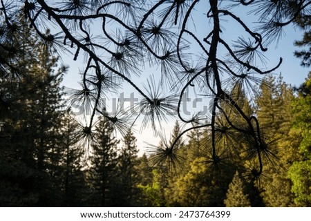 Similar – Image, Stock Photo In the Adersbach-Weckelsdorf Rock Town