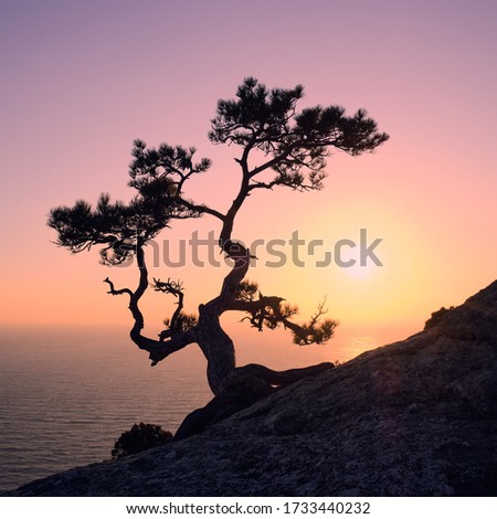 Silhouette of a pine tree on a mountainside against the backdrop of the sea and sunset.