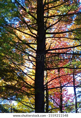 The silhouette of a pine tree is surrounded by a variety of fall colors at Minnewaska State Park near the Catskill in New York. 