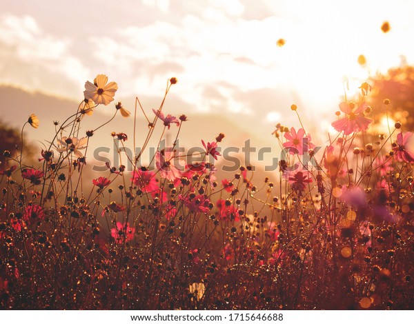 Silhouette Pink Cosmos Flower Field Bokeh Stock Photo 1715646688 ...
